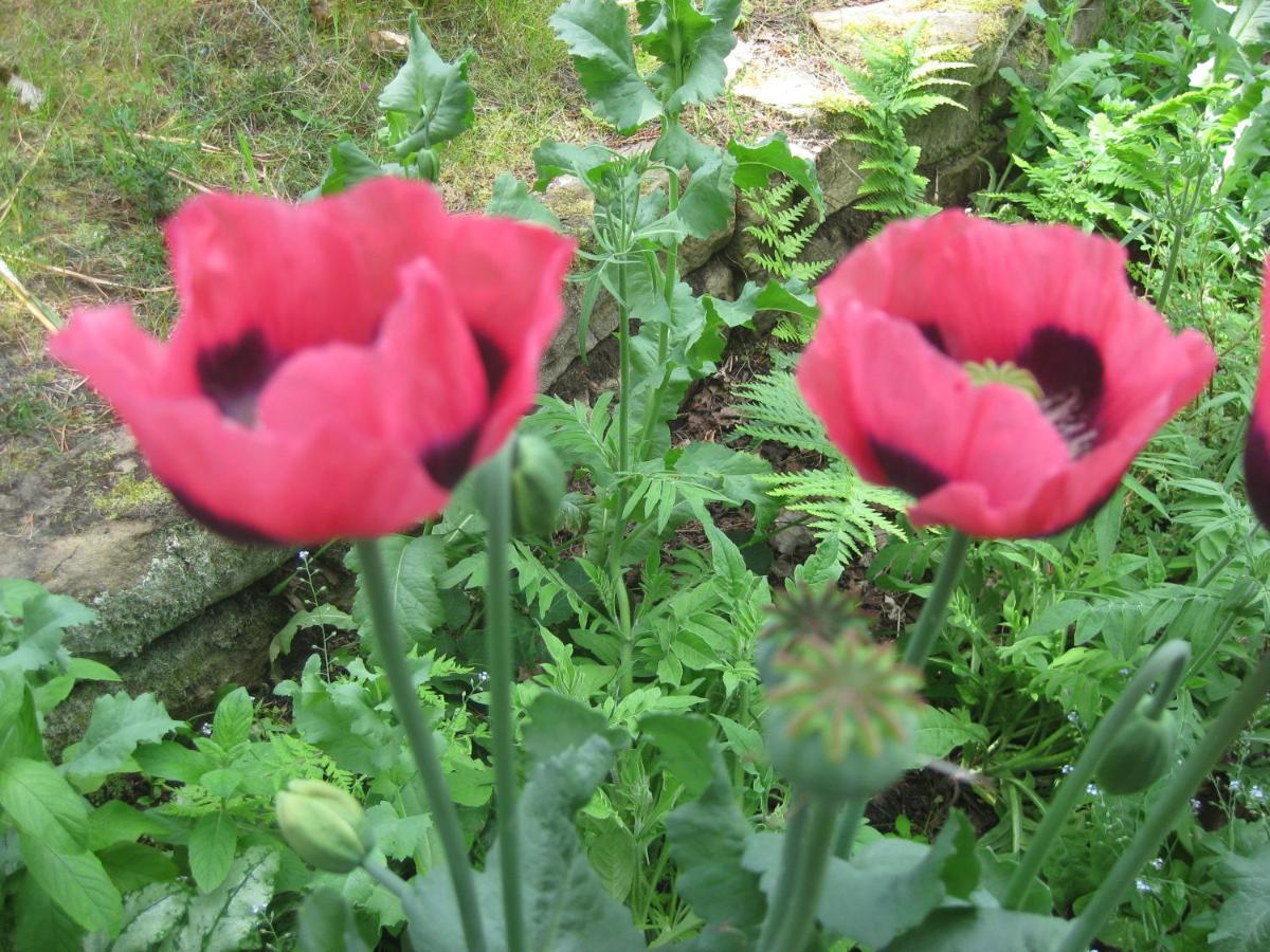 Sunflower Bed & Breakfast Findhorn Extérieur photo